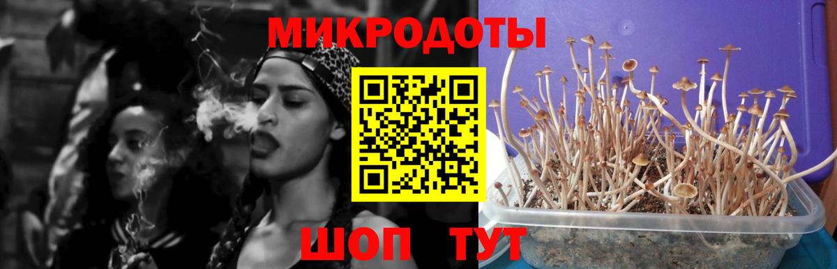 Псилоцибиновые грибы мицелий Лесосибирск